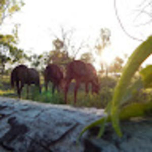 Meet your Posher, Scarlett